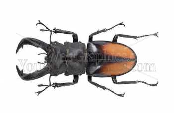 photo - beetle-4-jpg